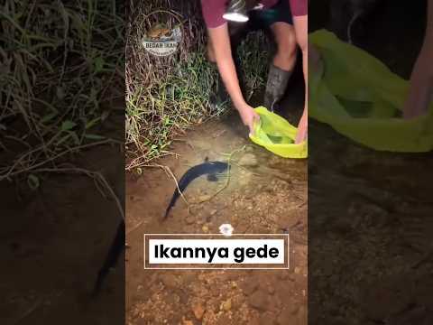 Pilih alasan kamu nekat mancing ditempat angker? #mancing #fishing #ikan #mancingmania #shorts