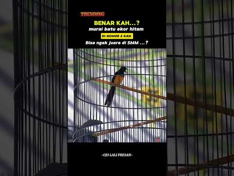 Suara Murai Batu Nias Blacktail #muraibatu #muraibatunias #muraibatuniasblacktail