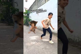 Kucing kicau mania ngamuk ngejar Queen‼️ #kicaumania