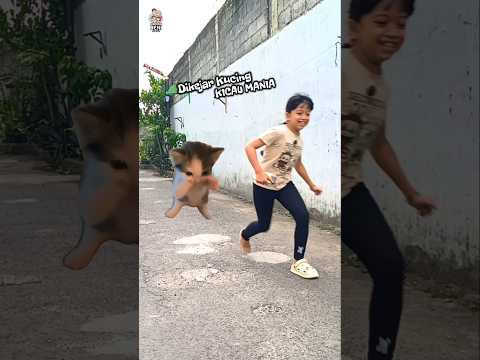 Kucing kicau mania ngamuk ngejar Queen‼️ #kicaumania
