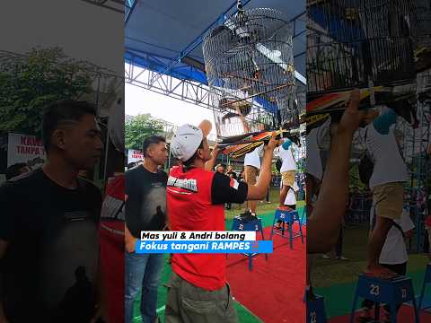 andri bolang dan mas yuli fokus tangani RAMPES #kicaumania #muraibatu