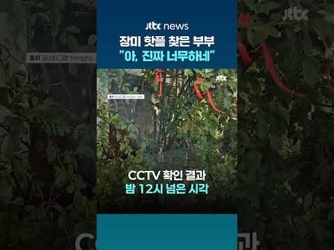 “절대 선처 없습니다”…젊은 부부 다녀간 뒤 사라진 ‘장미 핫플’ #JTBC #Shorts