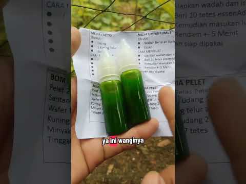 Essen ikan nila media lumut https://id.shp.ee/uie4bhp?smtt=0.0.9 #essen #mancing