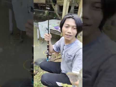 Mancing Lauk Sapu Sapu