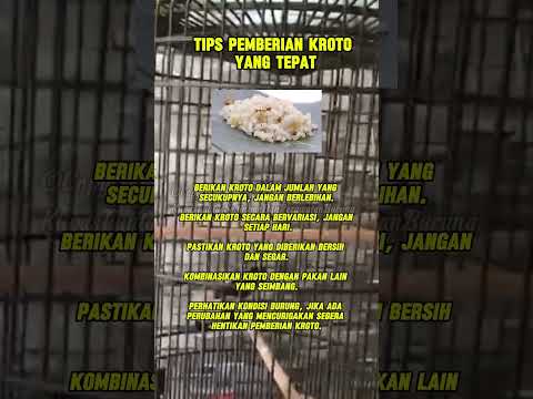 tipa pemberian kroto yg tepat untuk murai batu