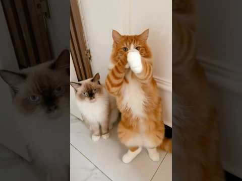 viral kucing joget kicau mania #shorts #funny #comedy #meme