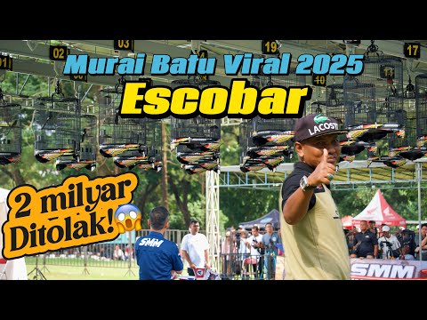 Murai Batu ESCOBAR‼️Murai terbaik di SMM ANIV 5 ✅⚠️2025 Jogjakarta.(Vlog keseluruhan di SMM😁.