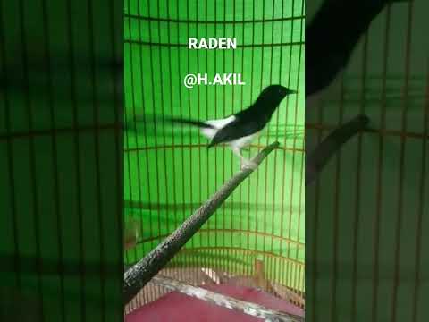 MURKA (Murai Kacer) 😇😂😅 #murai #muraibatu #kicaumaniaindonesia #kicaumania