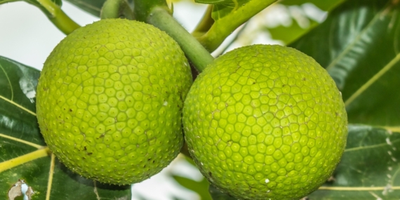 Sukun Jadi Superfood Lokal Indonesia untuk Ketahanan Pangan Masa Depan