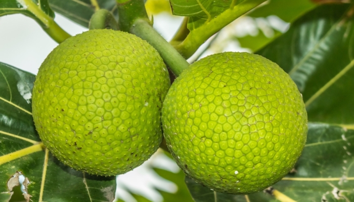 sukun-jadi-superfood-lokal-indonesia-untuk-ketahanan-pangan-masa-depan