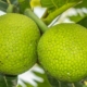 sukun-jadi-superfood-lokal-indonesia-untuk-ketahanan-pangan-masa-depan
