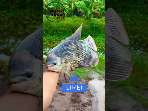 Kalau bisa dapat banyak dari salah satu jenis ikan ini saat mancing, kamu pilih yang mana?