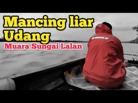 Mancing Udang Sungai Dawas – Muara Lalan “Udang Satang”
