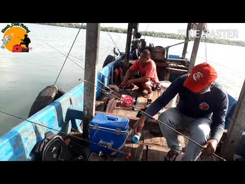 Mancing Ikan Bekuku||Umpan Luur spoth Muara Majingklak