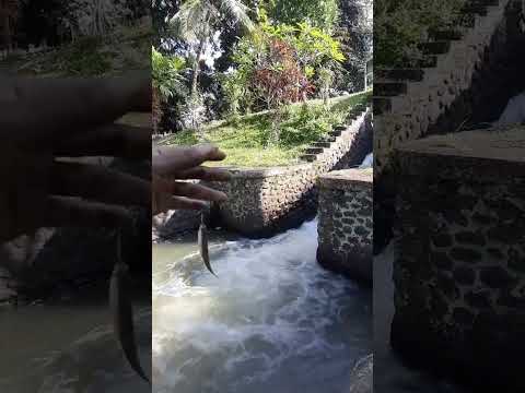 strike babon rasbora | micro fishing