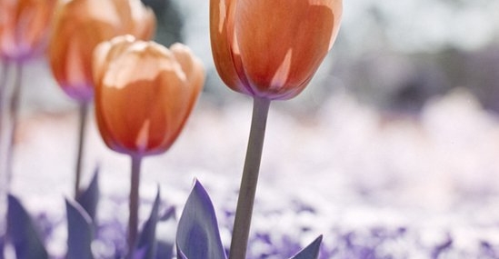 Invisible Purple Hues: Tyren Lee (@tyrenl) on Using LomoChrome Purple to Raise Lupus Awareness