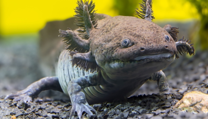 ilmuwan-telah-mengidentifikasi-spesies-fosil-baru-axolotl-di-meksiko