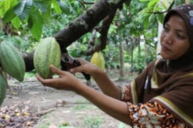 harga-biji-kakao-di-aceh-tembus-rp70-ribu-per-kg,-petani-raup-untung-besar