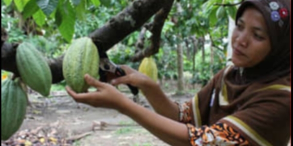 Harga Biji Kakao di Aceh Tembus Rp70 Ribu per Kg, Petani Raup Untung Besar