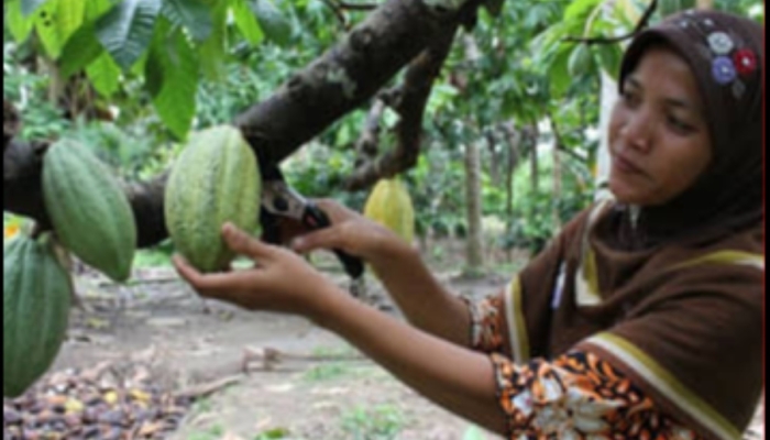 harga-biji-kakao-di-aceh-tembus-rp70-ribu-per-kg,-petani-raup-untung-besar