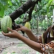 harga-biji-kakao-di-aceh-tembus-rp70-ribu-per-kg,-petani-raup-untung-besar