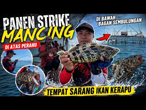 TEMPAT SARANG KERAPU G4N45 || MANCING DI BAWAH BAGAN SEMBULUNGAN MUNCAR TERBARU.