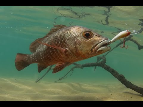 Aksi Mancing Mangrove Jack di Calang Aceh Jaya