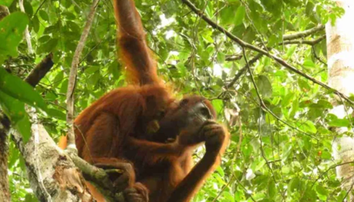 taman-nasional-sebangau, rumah-bagi-6.000-orangutan-dengan-sungai-hitam-yang-memukau