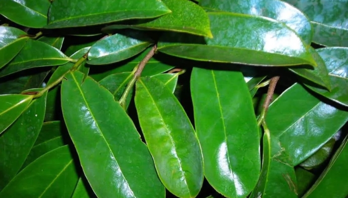 8-manfaat-daun-sirsak-untuk-kesehatan-dan-cara-mengolahnya