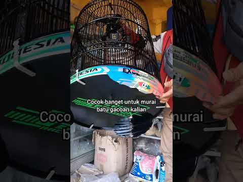 Sangkar murai batu murah kwalitas mewah.Cek out di kranjang bawah bosku !!