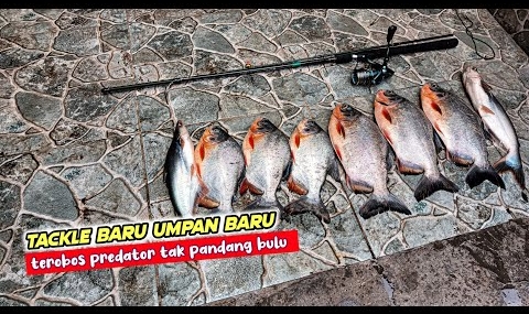 CARBON MEMANG BEDA‼️Aku Mancing Bawal & Patin Pake Joran Carbon Solid Dengan Umpan Daging Belut