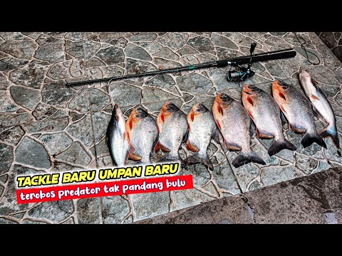 CARBON MEMANG BEDA‼️Aku Mancing Bawal & Patin Pake Joran Carbon Solid Dengan Umpan Daging Belut