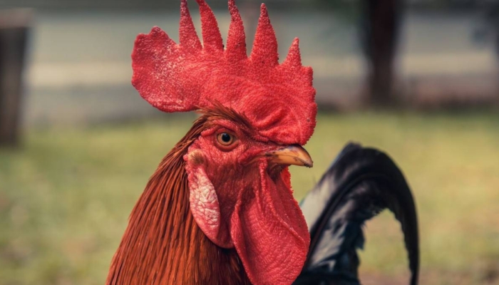 kisah-dua-ekor-ayam-jago-yang-sombong,-cerita-rakyat-dari-sulawesi-tenggara