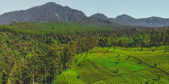 Bukan cuma soal dingin, ini 4 kejanggalan di Lembang yang bikin wisatawan Semarang heran