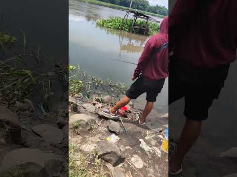 Spot viral jongbiru kediri banyak ikan hampala #mamcingliar #mancing #wader #hampala