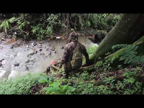 ternyata ini ikan penghuni pohon besar,,,sungguh tida terduga!!! #mancing #fishing #ikan #adventure