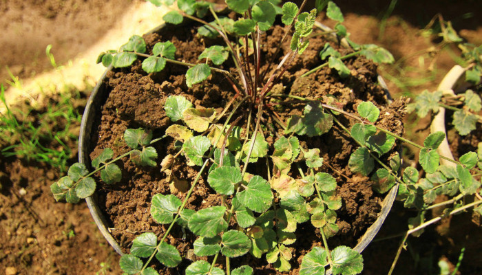dijuluki-ginseng-jawa,-tak-banyak-yang-tahu-kalau-tanaman-ini-perlahan-makin-langka