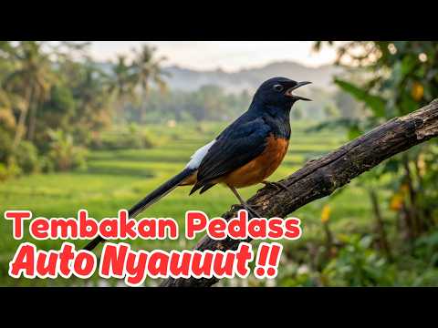 Masteran Murai Batu Speed Rapat Full Isian