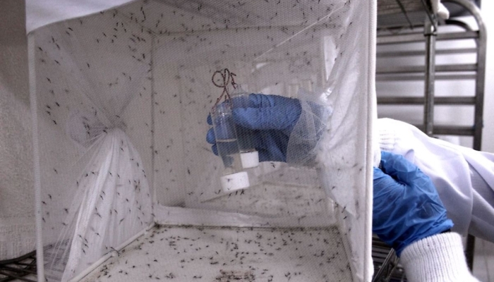 ilmuwan-uganda-kembangkan-nyamuk-rekayasa-genetik-berantas-malaria