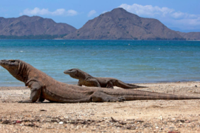 kabar-baik-dari-tn-komodo!-populasi-komodo-dan-kakatua-jambul-kuning-membaik