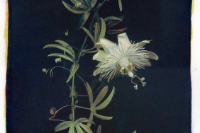 creators-in-focus:-how-images-evolve-through-lisa-brussell’s-alternative-printing-processes