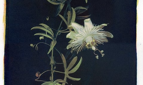 Creators in Focus: How Images Evolve Through Lisa Brussell’s Alternative Printing Processes