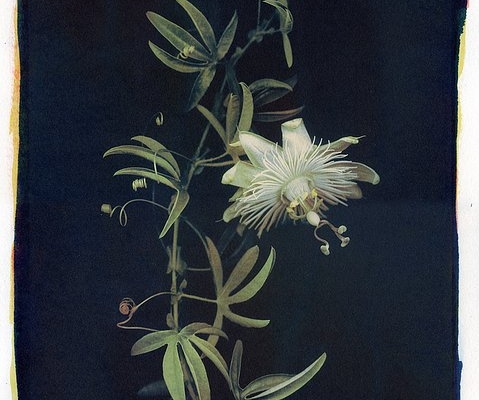 creators-in-focus:-how-images-evolve-through-lisa-brussell’s-alternative-printing-processes