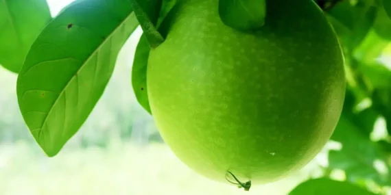 Kenapa banyak daerah di jombang bernama mojo?