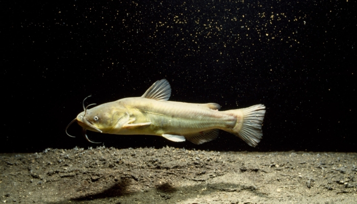 kanker-menular-ditemukan-pada-ikan-lele-amerika-utara