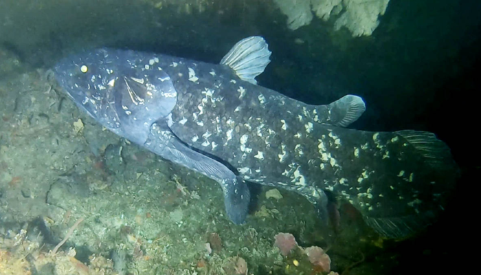 bikin-geger-ilmuwan!-18-ikan-purba-coelacanth-ditemukan-di-laut-sulawesi-utara