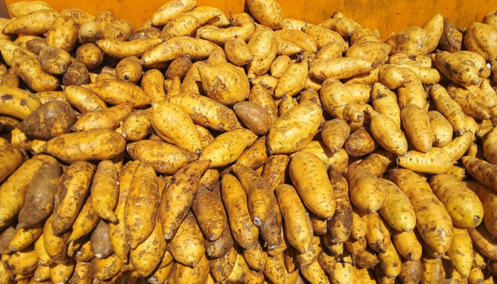 bingke-ketela,-kudapan-tradisional-khas-sumatra-selatan-yang-mengandung-nilai-sosial
