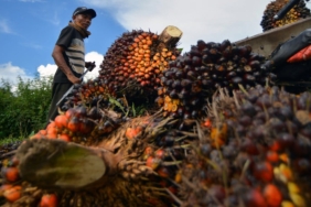 bpdp-himpun-pungutan-sawit-rp22,7-t-hingga-juni-2026