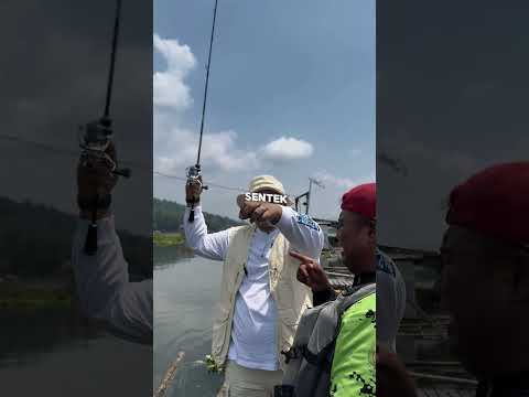 Mancing Mania X Kicau Mania Ndarboy Genk, Tonton Ndobol Eps 4 #ndarboygenk