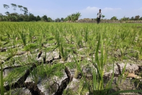 nestapa-petani-gedebage-hadapi-kemarau-dan-gagal-panen
